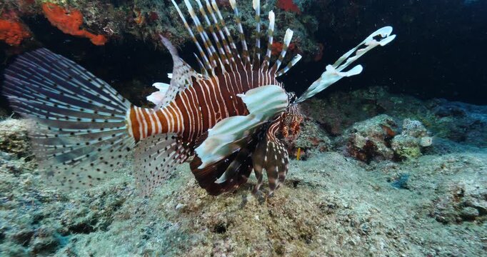 lionfish  underwater searching and patroling rocks for food