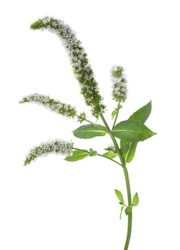 Aromatic spearmint with green leaves and beautiful flowers isolated on white