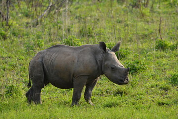 A juvenile southern white rhino (Ceratotherium simum) stands in lush green grass during a safari game drive in South Africa. © Michael