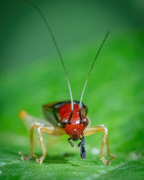 Red Head Cricket on a leaf