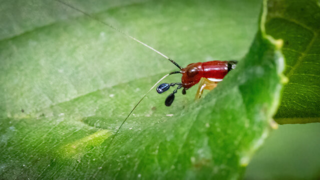 Red Head Cricket on a leaf