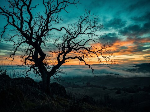 Dramatic Sunset Landscape with Silhouette Bare Tree and Sea of Clouds