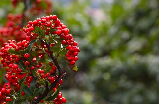 Vibrant red winter berries on a branch with green foliage background.