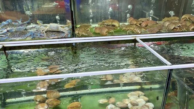 Various seafood species, including crabs and shellfish, are displayed in aquariums filled with water and bubbles, showcasing a market environment with multiple tanks and aquatic life