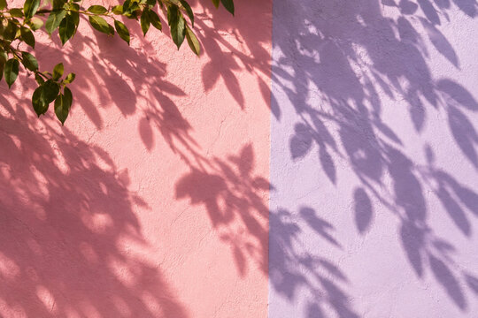 Botanical leaf shadows across coral pink and lavender textured wall
