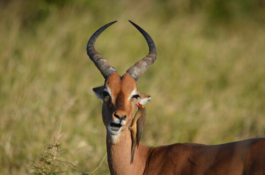 Impala with red-billed oxpecker in Hluhluwe-iMfolozi Park, South Africa