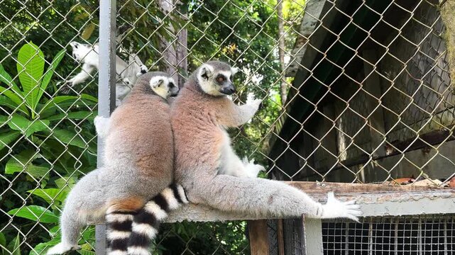 Ring-tailed lemurs resting on a fence in a lush green environment with trees and foliage in the background. Safari park on Phu Quoc island. Wildlife Africa concept