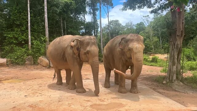 Two Asian elephants standing side by side near a sandy area with lush green trees and foliage in the background. Safari park on Phu Quoc island. Wildlife Africa concept. High quality footage