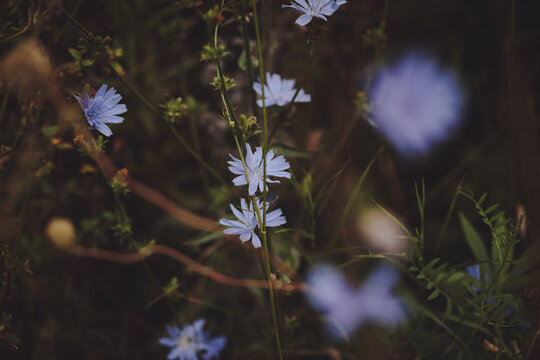 Common chicory wildflowers, Cichorium intybus, scattered through a natural late-summer meadow with soft selective focus