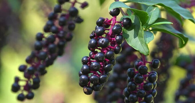 Macro - Elderberry in a forest