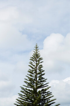 Top of pine tree during a cloudy day.