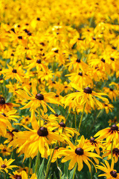 Rudbeckia fulgida, coneflowers or black eyed Susan in the garden, meadow or lawn. Decorative yellow flower macro, close up, nature background, floral wallpaper