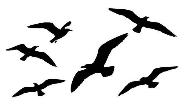Flock of black seagulls in flight, isolated on transparent background