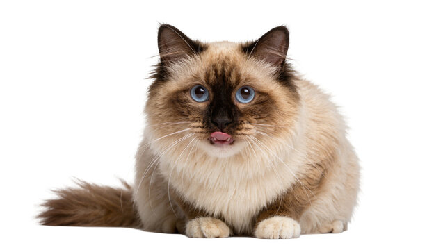 Fluffy Birman cat with blue eyes licking its nose, isolated on transparent background