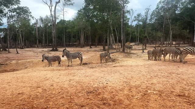 A group of zebras is grazing in natural habitat at Safari park on Phu Quoc island, with several trees in the background and dry soil underfoot. Wildlife Africa concept. Footage