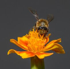 Professional stock photo of a western honey bee harvesting nectar on a marigold blossom © Михаил Шорохов