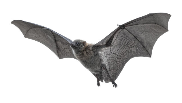 Small grey bat with large dark wings in flight, isolated on transparent background
