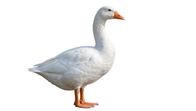 White goose with orange beak and legs, isolated on transparent background
