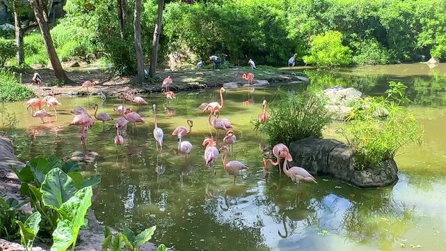Group of pink flamingos stands in a serene pond, wading through the water among rocks and lush green vegetation in their natural habitat. Safari park on the tropical island of Phu Quoc