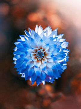 Blue and white dahlia flower in bloom, beautiful dramatic macro photo with warm autumn bokeh, shallow depth of field, and detailed layered petals