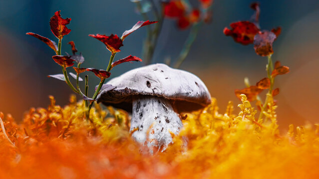 Webcap mushroom (Cortinarius sp.) growing in mossy autumn forest, beautiful moody macro photo with teal background, orange foliage, and shallow depth of field
