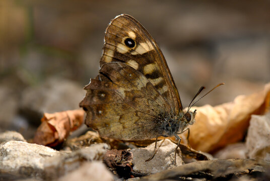 A commercial-grade macro nature photograph capturing a speckled wood butterfly (Pararge aegeria) resting on a rough stone and dry autumn foliage, highlighting its patterned brown wings with eyespots