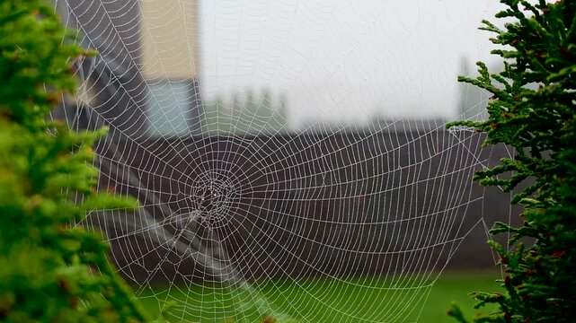 Spider web covered with dew drops among green foliage, close-up photo, detailed macro nature background. 4K video footage
