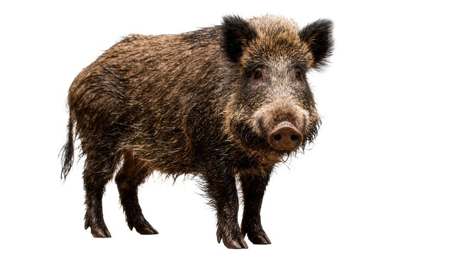 Wild boar with coarse brown fur and bristly mane, isolated on transparent background