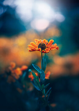 Orange sneezeweed (Helenium autumnale) flower in bloom, beautiful moody autumn macro photo with teal background, warm bokeh, and shallow depth of field