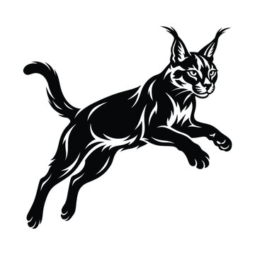 Black and white of a leaping caracal cat lynx feline