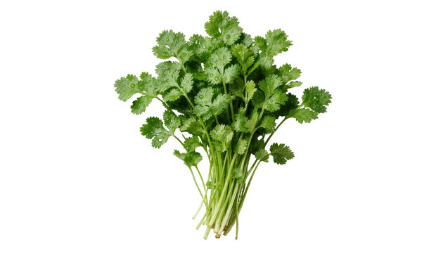 Fresh green cilantro herb bunch, isolated on transparent background