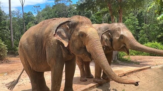 Two Asian elephants standing side by side near a sandy area with lush green trees and foliage in the background. Safari park on Phu Quoc island. Wildlife Africa concept. High quality footage