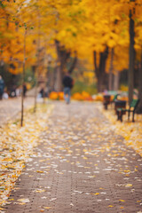 Obraz premium Strolling through a vibrant autumn park filled with golden leaves and cozy benches