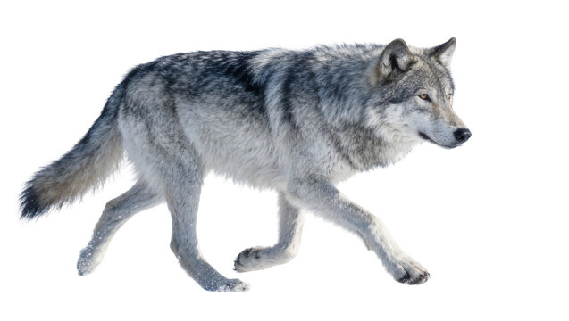 Gray wolf with thick fur walking in snow, isolated on transparent background