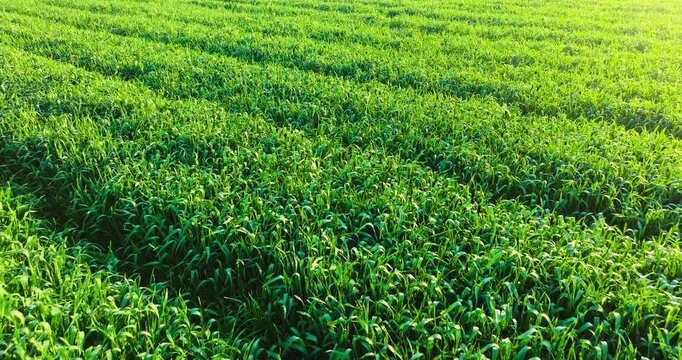High angle view of a lush green agricultural crop field with rows of growing plants bathed in bright sunlight during daytime.