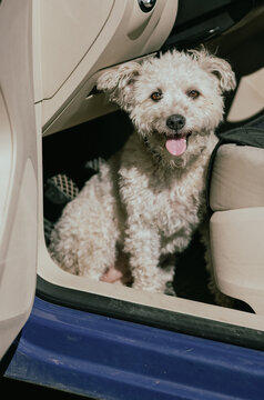 cute little puli dog face