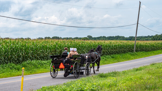 A horse and buggy moves along a quiet rural road beside a tall corn field. Two people sit in the buggy as they travel in the countryside. The sky is overcast and cloudy.