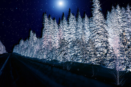 Bright moon illuminates the mysterious night forest