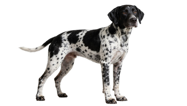 Black and white spotted German Shorthaired Pointer dog standing, isolated on transparent background
