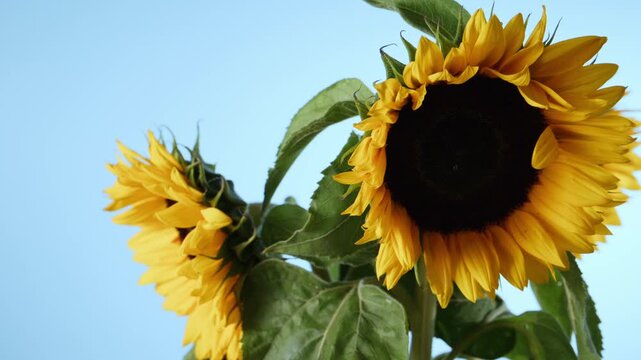 Sunflower bloom sway against blue sky background, with copy space. Beautiful floral background for nature, agriculture, and summer concepts.