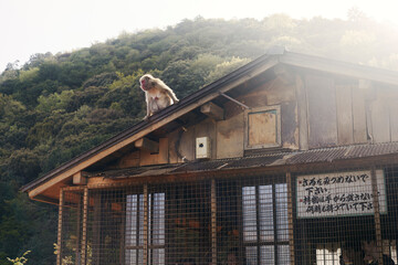Monkey climbing on house in Kyoto, Japan © FOLIO