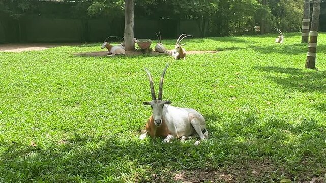 White antelope resting on green grass in a wildlife park with several other antelopes grazing in the background under a sunny sky