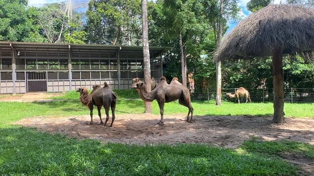 Two camels standing in a grassy enclosure with a thatched roof structure and trees in the background at a wildlife park
