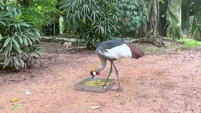 Grey crowned crane foraging for food in a feeding tray surrounded by lush tropical vegetation in a natural habitat setting