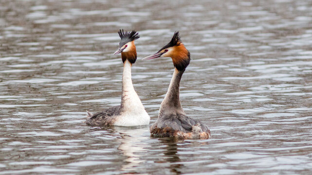 great crested grebe