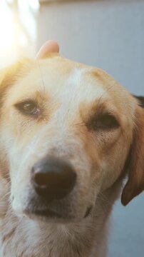 Dog enjoying gentle petting by human hand close up, calm domestic pet, affection, trust, companionship and emotional support at home, Vertical Video.