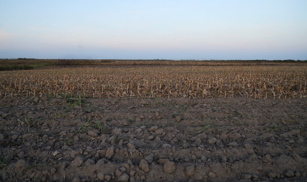 plowed ploughed corn field agricultural landscape cropped wheat stems Autumn season autumnal Harvest