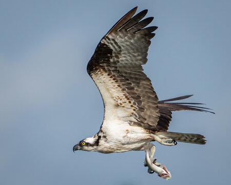 Osprey diving and catching fish