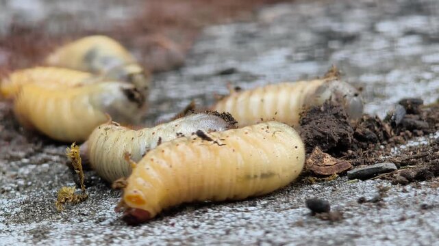Beneficial insect larvae for organic garden composting.