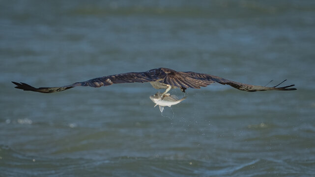 Osprey catching fish